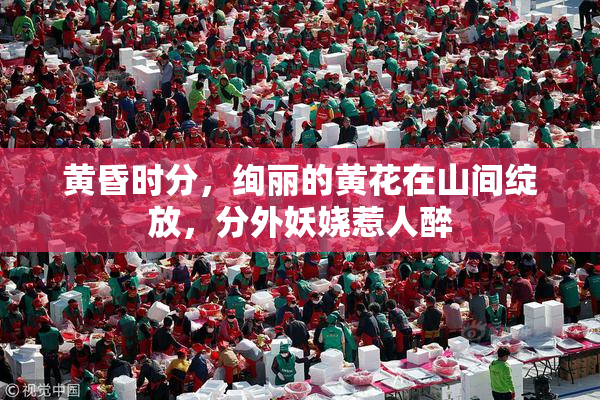 黄昏时分，绚丽的黄花在山间绽放，分外妖娆惹人醉