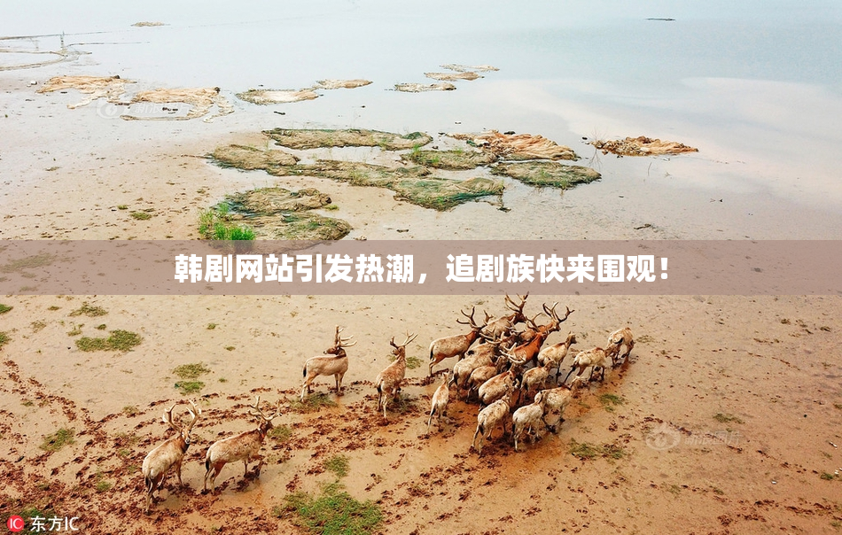 韩剧网站引发热潮，追剧族快来围观！