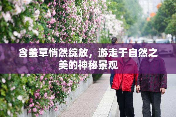 含羞草悄然绽放，游走于自然之美的神秘景观