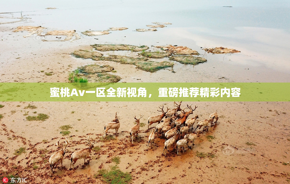 蜜桃Av一区全新视角，重磅推荐精彩内容