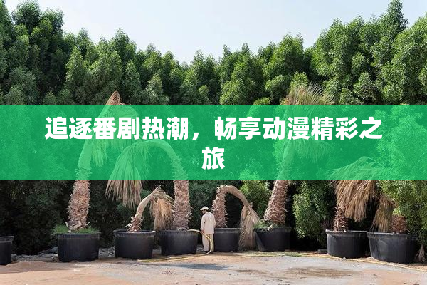 追逐番剧热潮，畅享动漫精彩之旅