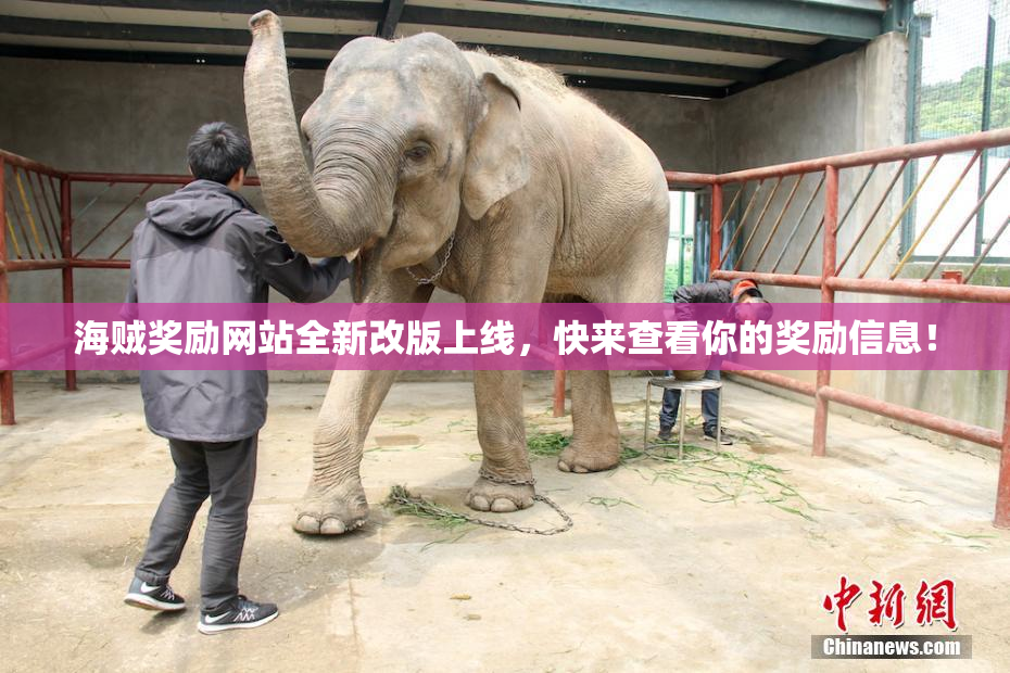 海贼奖励网站全新改版上线，快来查看你的奖励信息！