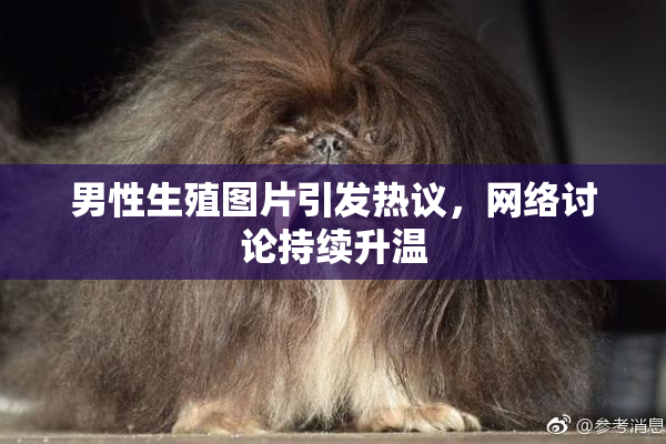 男性生殖图片引发热议，网络讨论持续升温