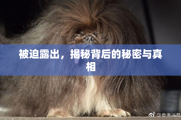被迫露出，揭秘背后的秘密与真相