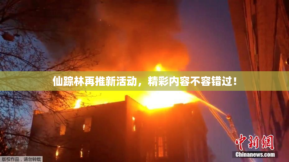 仙踪林再推新活动，精彩内容不容错过！