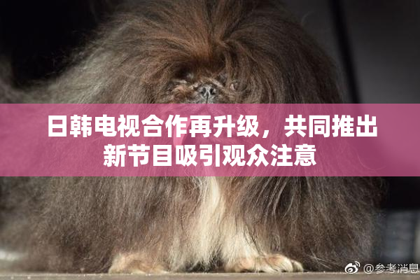日韩电视合作再升级，共同推出新节目吸引观众注意