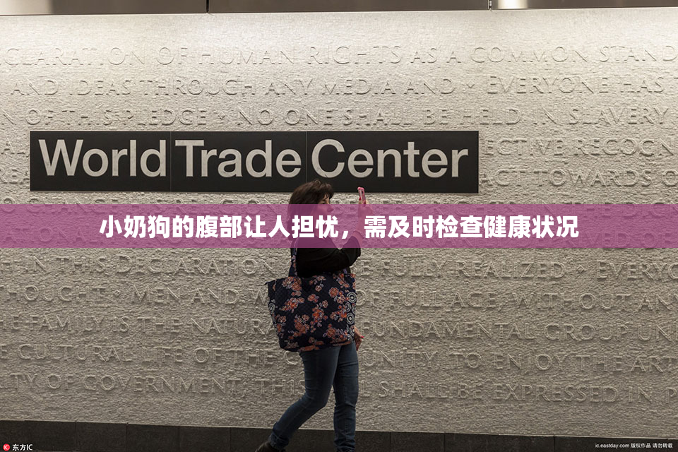 小奶狗的腹部让人担忧，需及时检查健康状况
