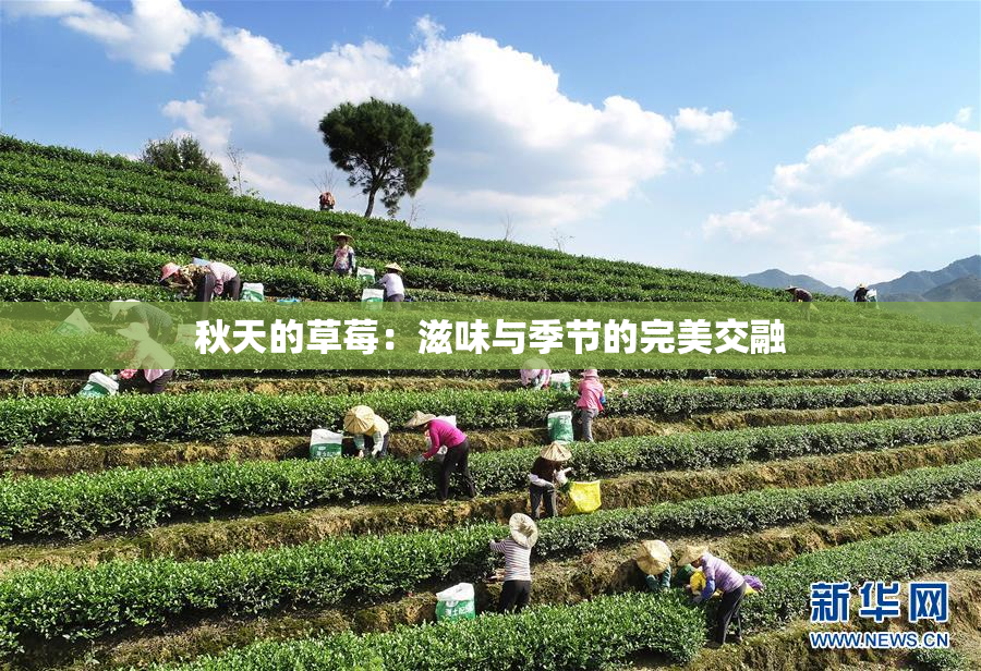 秋天的草莓：滋味与季节的完美交融