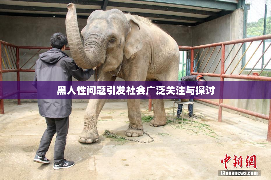 黑人性问题引发社会广泛关注与探讨