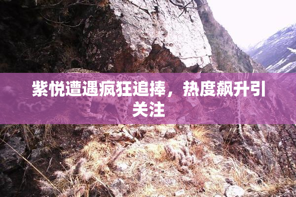 紫悦遭遇疯狂追捧，热度飙升引关注