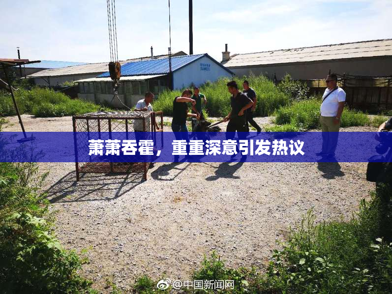 萧萧吞霍，重重深意引发热议