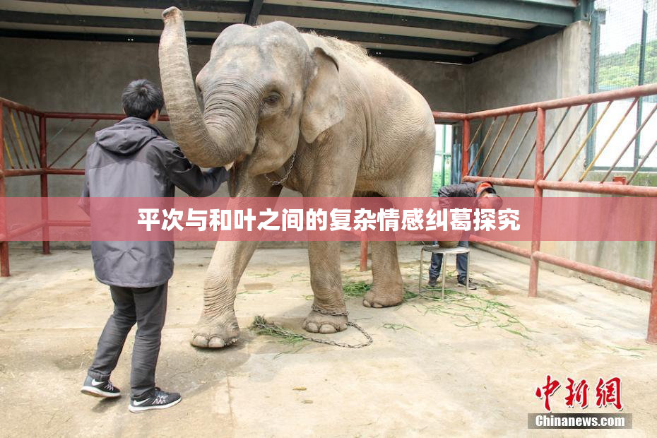 平次与和叶之间的复杂情感纠葛探究