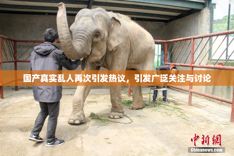 国产真实乱人再次引发热议，引发广泛关注与讨论