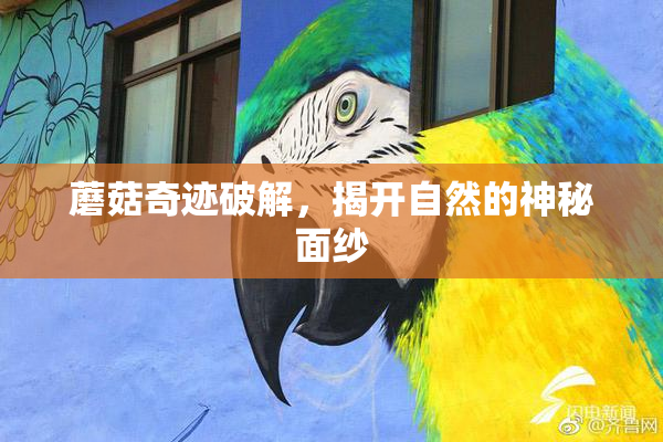 蘑菇奇迹破解，揭开自然的神秘面纱