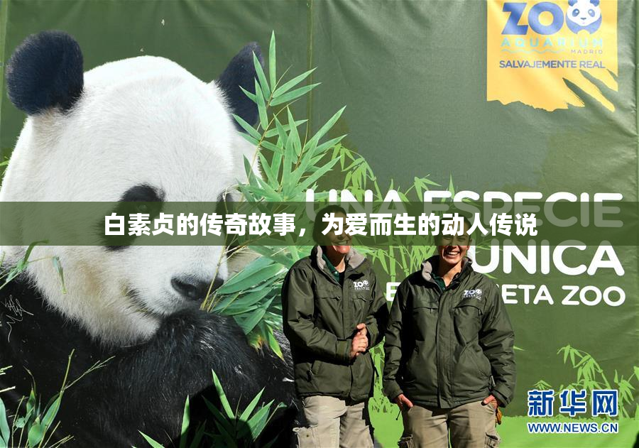白素贞的传奇故事，为爱而生的动人传说