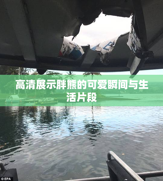 高清展示胖熊的可爱瞬间与生活片段