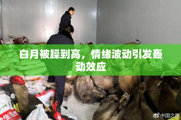 白月被躁到高，情绪波动引发轰动效应