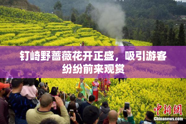 钉崎野蔷薇花开正盛，吸引游客纷纷前来观赏