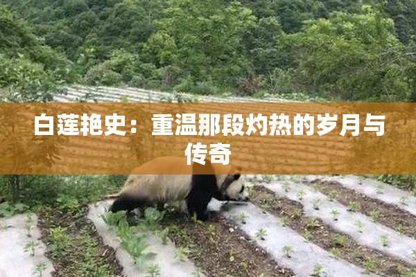 白莲艳史：重温那段灼热的岁月与传奇