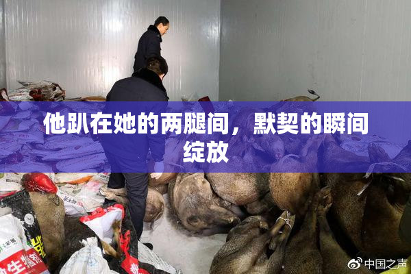 他趴在她的两腿间，默契的瞬间绽放