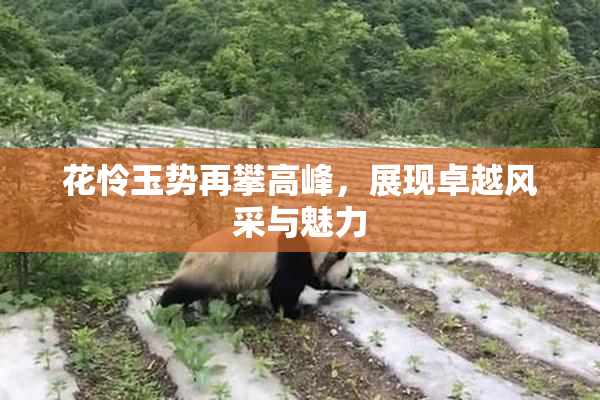 花怜玉势再攀高峰，展现卓越风采与魅力