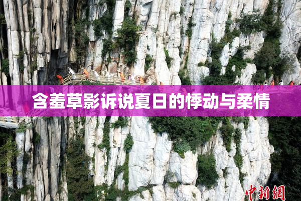 含羞草影诉说夏日的悸动与柔情