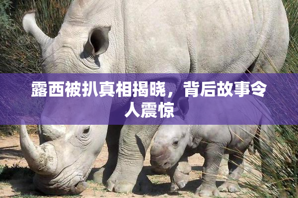 露西被扒真相揭晓，背后故事令人震惊