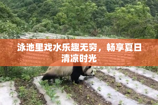泳池里戏水乐趣无穷，畅享夏日清凉时光