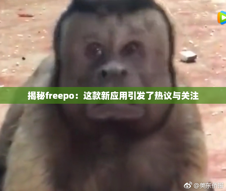 揭秘freepo：这款新应用引发了热议与关注