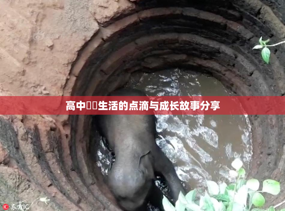 高中妺妺生活的点滴与成长故事分享