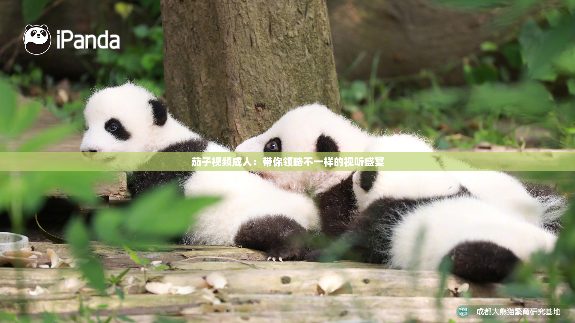 茄子视频成人：带你领略不一样的视听盛宴