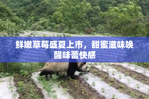 鲜嫩草莓盛夏上市，甜蜜滋味唤醒味蕾快感