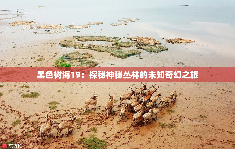 黑色树海19：探秘神秘丛林的未知奇幻之旅