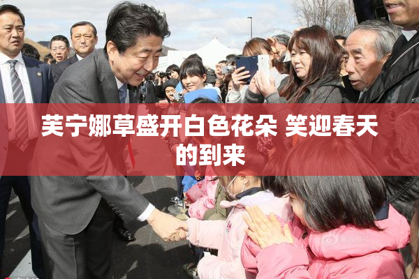芙宁娜草盛开白色花朵 笑迎春天的到来