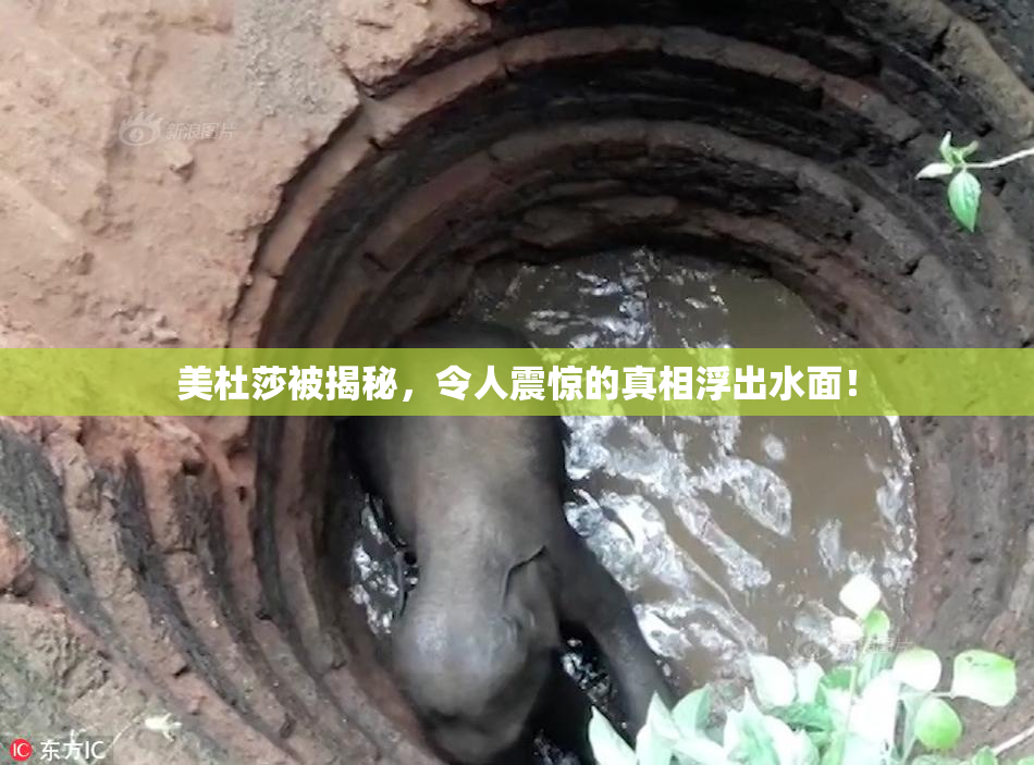 美杜莎被揭秘，令人震惊的真相浮出水面！