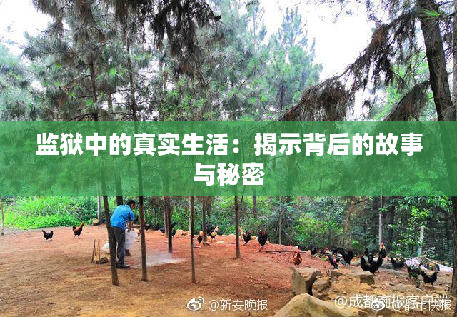 监狱中的真实生活：揭示背后的故事与秘密