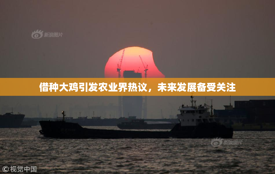 借种大鸡引发农业界热议，未来发展备受关注
