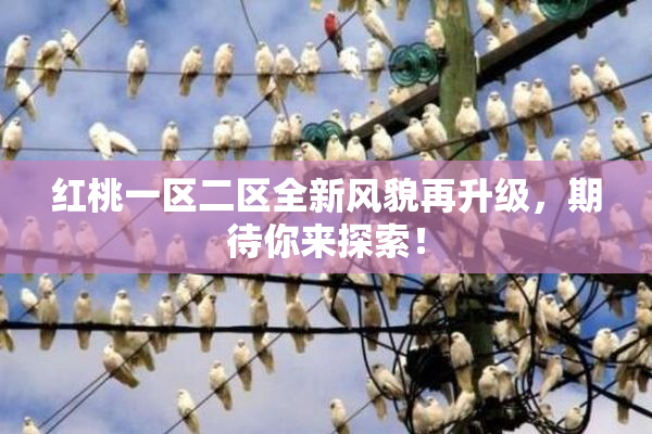 红桃一区二区全新风貌再升级，期待你来探索！