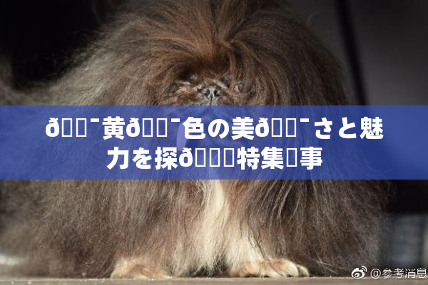 🔯黄🔯色の美🔯さと魅力を探🌃特集記事