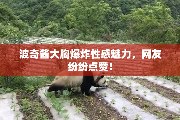 波奇酱大胸爆炸性感魅力，网友纷纷点赞！