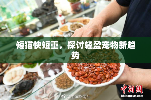 短猫快短重，探讨轻盈宠物新趋势