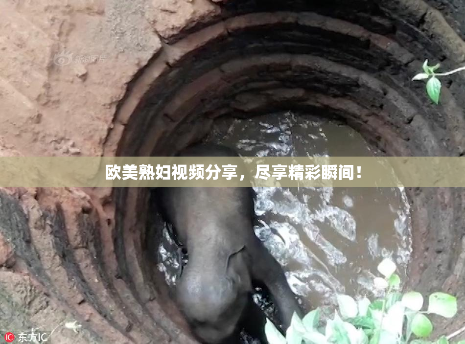 欧美熟妇视频分享，尽享精彩瞬间！