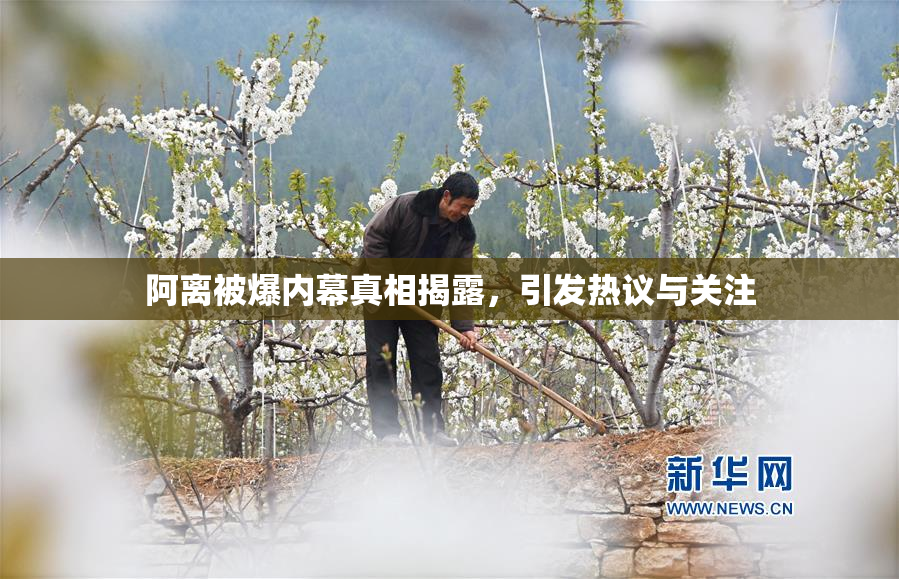 阿离被爆内幕真相揭露，引发热议与关注