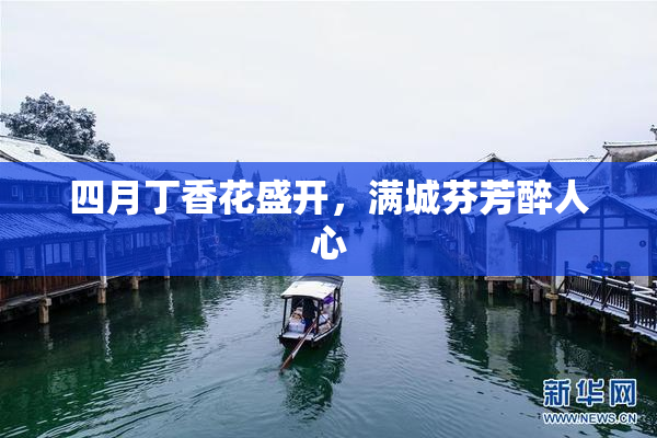 四月丁香花盛开，满城芬芳醉人心