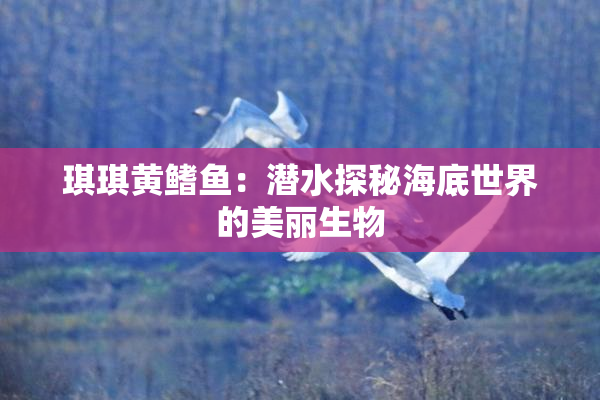琪琪黄鳍鱼：潜水探秘海底世界的美丽生物