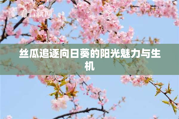 丝瓜追逐向日葵的阳光魅力与生机