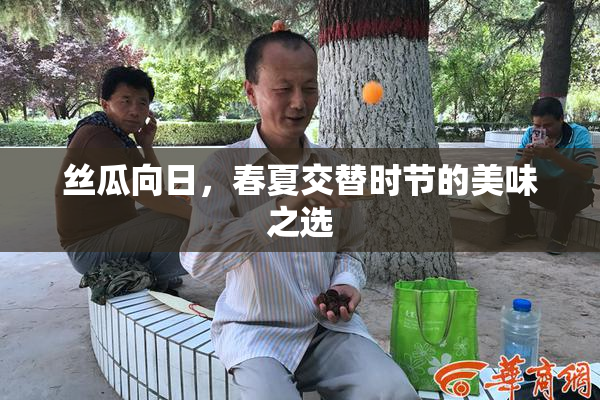 丝瓜向日，春夏交替时节的美味之选