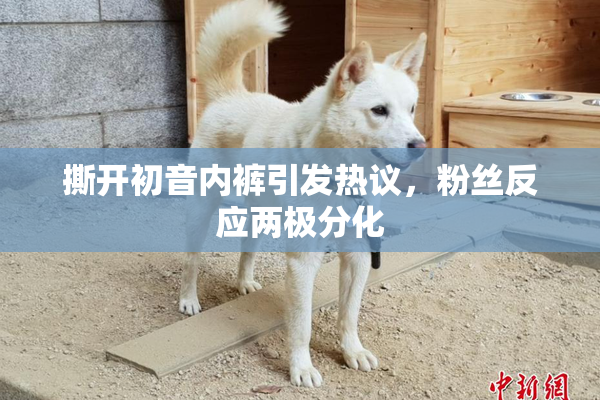 撕开初音内裤引发热议，粉丝反应两极分化