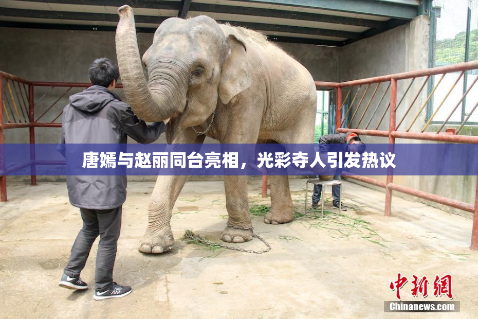 唐嫣与赵丽同台亮相，光彩夺人引发热议