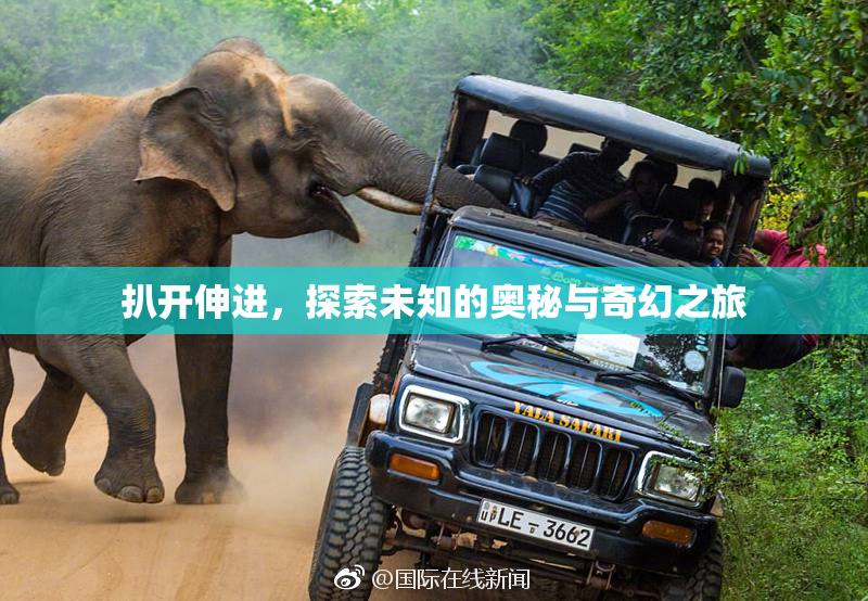 扒开伸进，探索未知的奥秘与奇幻之旅